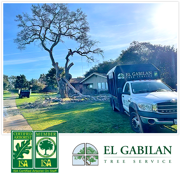 our tree service truck